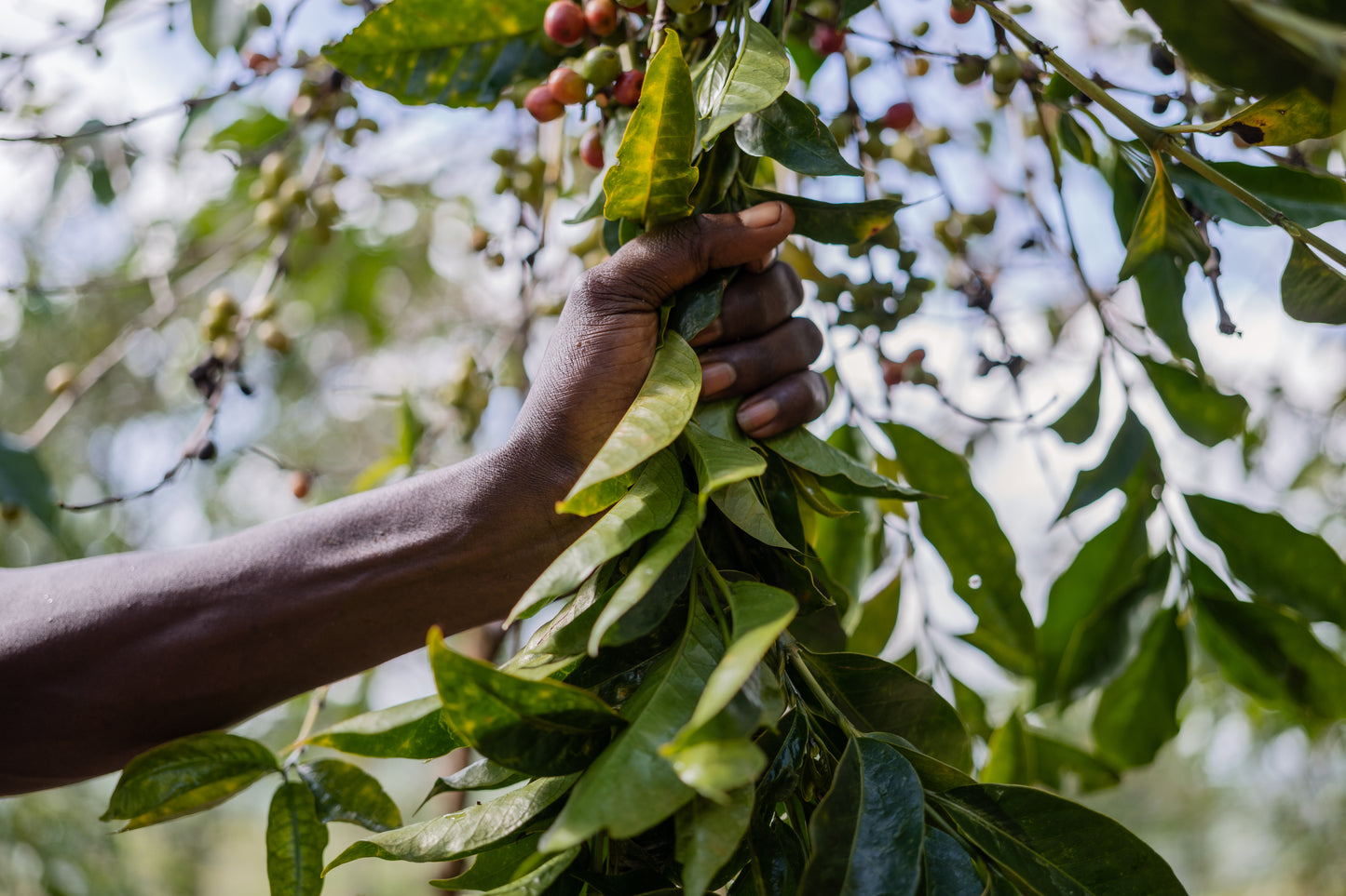 Burundi Giku Hill Anaerobic Honey