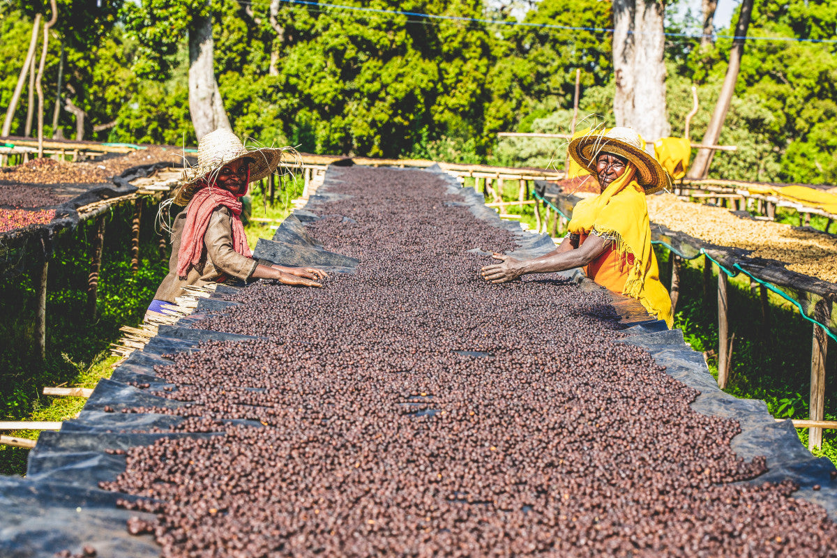 Ethiopia Keramo Adara